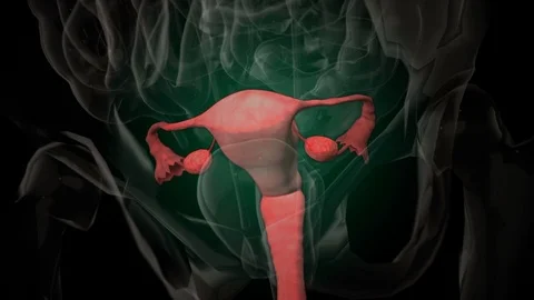3d rendered medically accurate illustration of female reproductive system Stock Footage 74069878