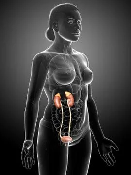 3d rendered, medically accurate illustration of female   kidneys Stock Illustration