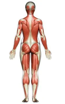 3d rendered medically accurate illustration of a female muscle system Stock Illustration