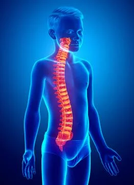 3d rendered medically accurate illustration of a high lighted spine . Stock Illustration