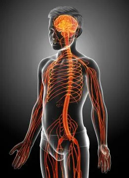 3d rendered medically accurate illustration of a young boy nervous system. Stock Illustration