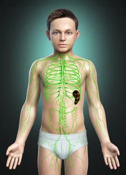 3d rendered medically accurate illustration of a young boy lymphatic system Stock Illustration
