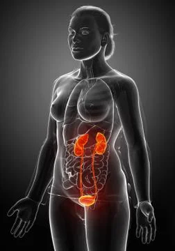 3d rendered, medically accurate illustration of the female highlighted kidney Stock Illustration