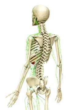 3d rendered medically accurate illustration of the lymphatic system Stock Illustration