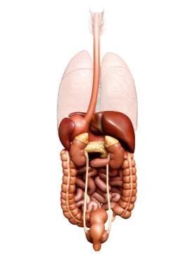 3d rendered medically accurate illustration of  Digestive System Stock Illustration