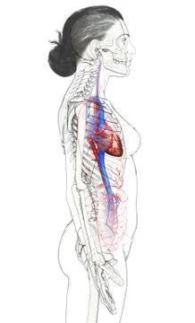 3d rendered medically accurate illustration of Female  heart. Stock Illustration