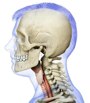 3d rendered medically accurate illustration of the male larynx anatomy Stock Illustration