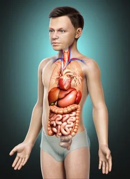 3d rendered medically accurate illustration of boy Digestive System. 스톡 일러스트