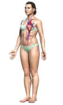 3d rendered medically accurate illustration of Female  heart. Illustrazione stock