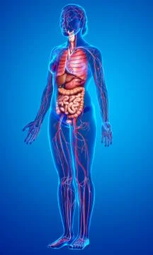 3d rendered medically accurate illustration of female Internal organs and cir Stock Illustration