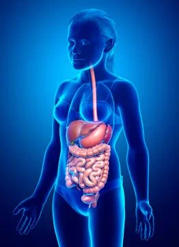 3d rendered medically accurate illustration of boy Digestive System. Illustrazione stock