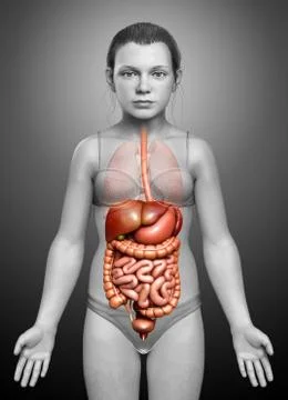 3d rendered medically accurate illustration of young girl Digestive System Stock Illustration