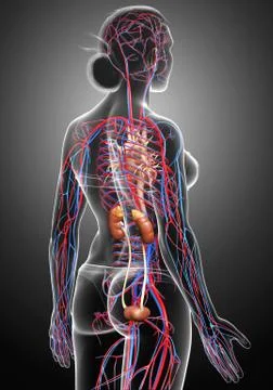 3d rendered, medically accurate illustration of the female kidneys and circul Stock Illustration