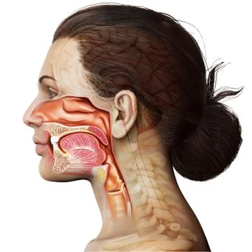 3d rendered, medically accurate illustration of female Trachea and esophagus Stock Illustration