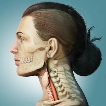 3d rendered medically accurate illustration of the female larynx anatomy Stock Illustration