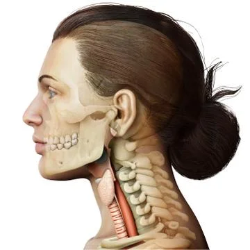 3d rendered medically accurate illustration of the female larynx anatomy Stock Illustration