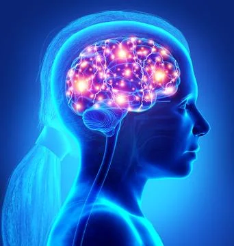 3d rendered, medically accurate illustration of a young girl active brain Illustrazione stock