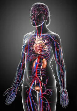 3d rendered, medically accurate illustration of the female kidneys and circul Stock Illustration