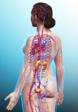 3d rendered, medically accurate illustration of the female kidneys and circul Stock Illustration