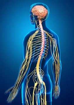 3d rendered medically accurate illustration of a male nervous system Stock Illustration