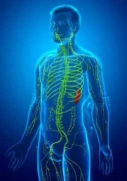 3d rendered medically accurate illustration of a male lymphatic system Stock Illustration