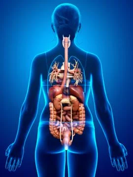 3d rendered medically accurate illustration of Female Digestive System  and h 스톡 일러스트