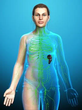 3d rendered medically accurate illustration of a female lymphatic system Stock Illustration