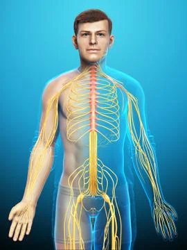 3d rendered medically accurate illustration of a male nervous system Stock Illustration