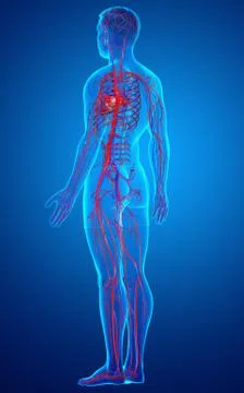 3d rendered medically accurate illustration of male arteries Stock Illustration