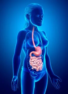 3d rendered, medically accurate illustration of a young girl stomach and smal Stock Illustration