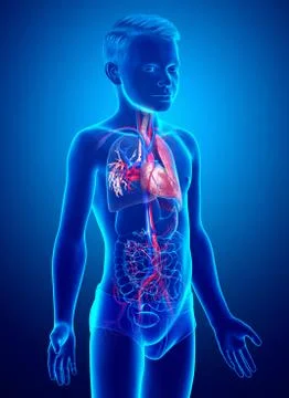 3d rendered, medically accurate illustration of a young boy lung anatomy Stock Illustration