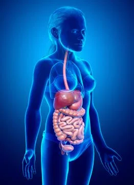 3d rendered medically accurate illustration of young girl Digestive System イラスト素材