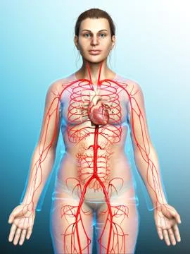 3d rendered medically accurate illustration of Female arteries Stock Illustration