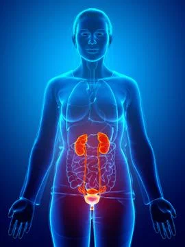 3d rendered, medically accurate illustration of the female highlighted kidney Stock Illustration