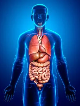 3d rendered medically accurate illustration of male  Internal organs Stock Illustration