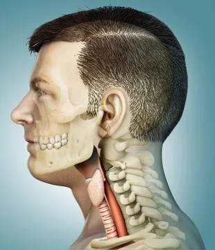 3d rendered medically accurate illustration of the male larynx anatomy Stock Illustration