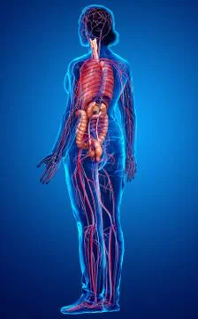 3d rendered medically accurate illustration of the female circulatory  system Stock Illustration
