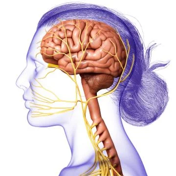 3d rendered medically accurate illustration of a female brain anatomy Stock Illustration
