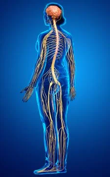 3d rendered medically accurate illustration of a female nervous system Stock Illustration