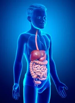 3d rendered medically accurate illustration of boy Digestive System. Stock Illustration