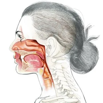 3d rendered, medically accurate illustration of female Trachea and esophagus Stock Illustration