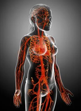 3d rendered medically accurate illustration of highlighted orange young girl  Stock Illustration
