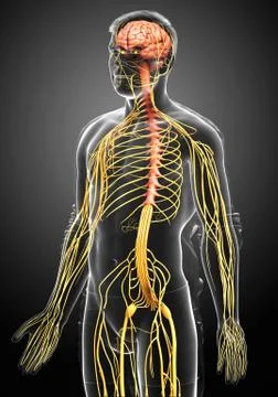 3d rendered medically accurate illustration of a male nervous system Stock Illustration