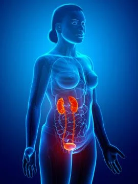 3d rendered, medically accurate illustration of the female highlighted kidney Stock Illustration