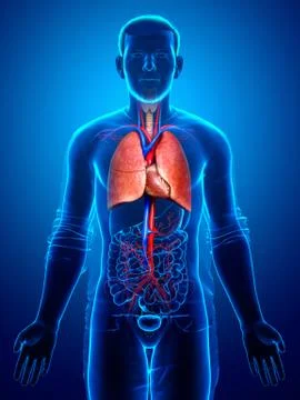 3d rendered, medically accurate illustration of a male lung anatomy Stock Illustration
