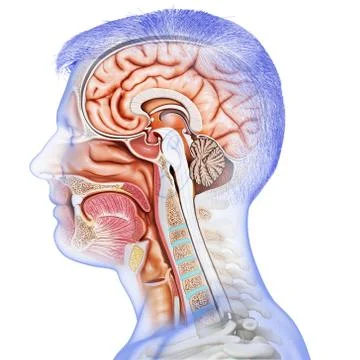 3d rendered, medically accurate illustration of Cross section of male head Stock Illustration