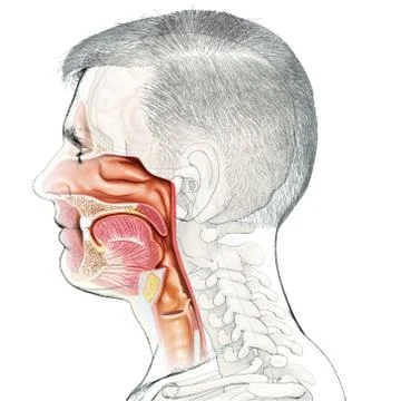 3d rendered, medically accurate illustration of male Trachea and esophagus an Stock Illustration