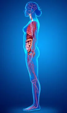 3d rendered medically accurate illustration of female Internal organs and cir Stock Illustration