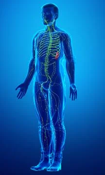 3d rendered medically accurate illustration of a male lymphatic system Stock Illustration