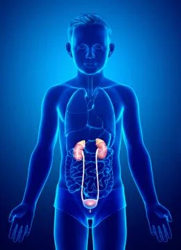 3d rendered, medically accurate illustration of the young boy kidneys anatomy Stock Illustration